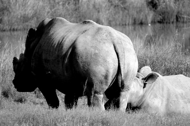 Rhinos south africa