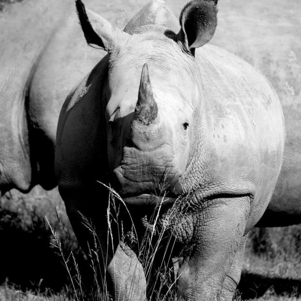 rhino