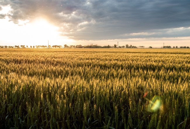 Sunrise from a barley field just outside Odzaci, Serbia